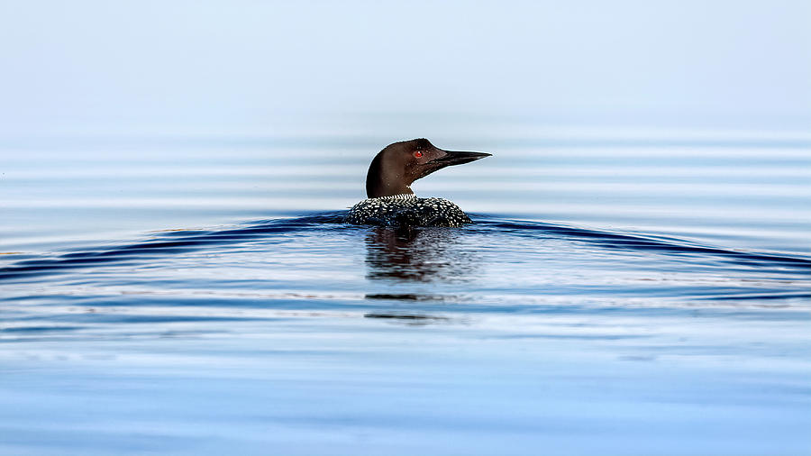 Loon at the Lake Photograph by Al  Mueller