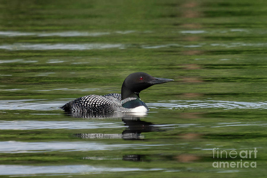 Loon Photograph by Bill Frische