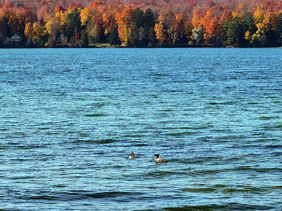 Loon Colors IMG_5960 Photograph by Michael Thomas