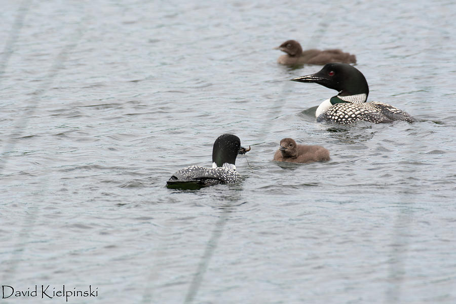 Loon Family Photograph by David Kielpinski - Fine Art America