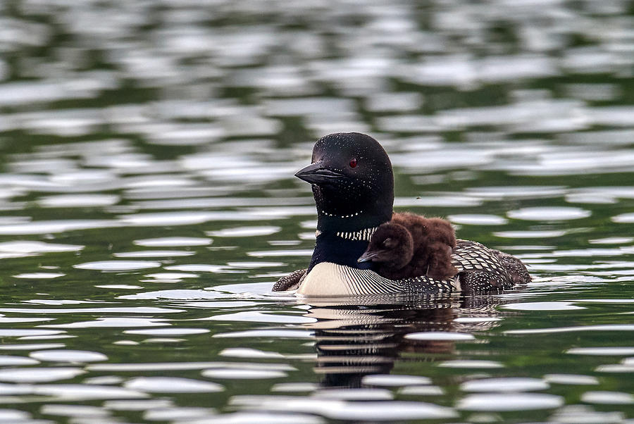 Loon Front View Photograph by Paul Freidlund