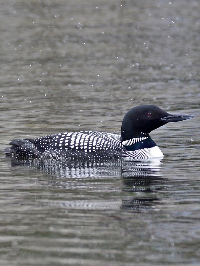 Loon in a Gentle Snowfall Photograph by Roxanne Distad - Fine Art America