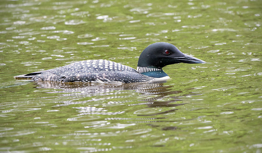 Loon Photograph - Loon in lake by Jack Nevitt