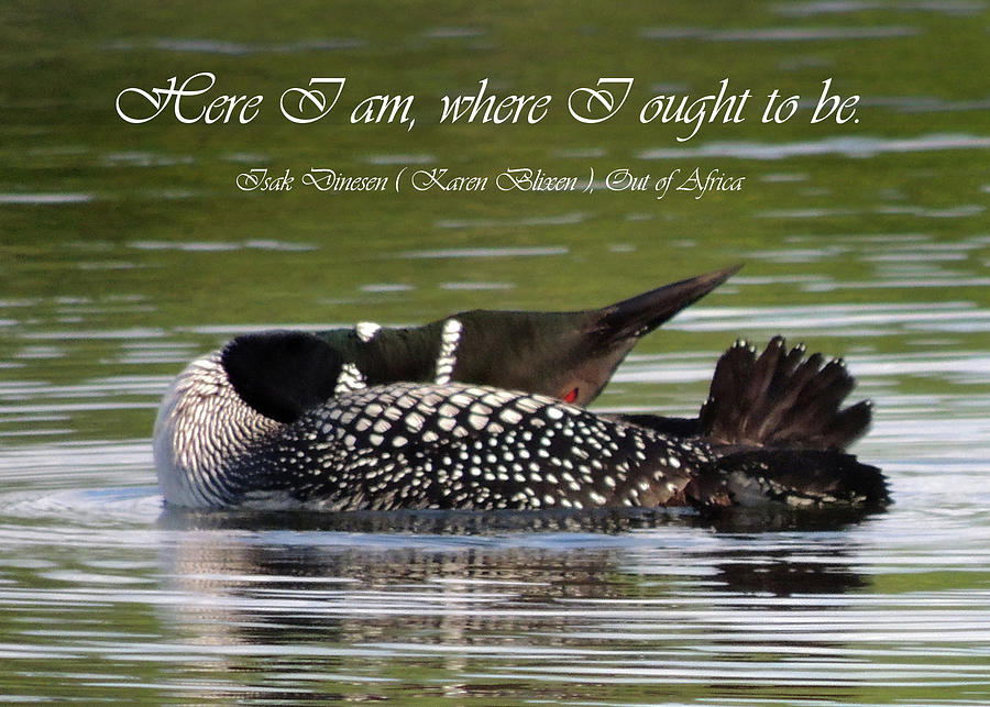 Loon in the Flow Photograph by Nancy Griswold