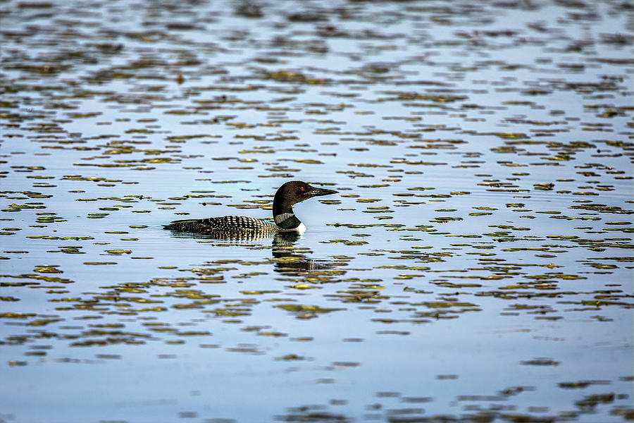 Loon in the marsh by Al Mueller Loon in the marsh by Al Mueller