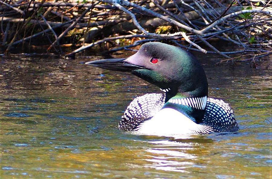 Loon Photograph by Jewels Hamrick