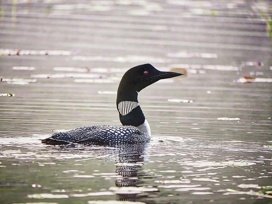 Loon, Lake Pennesseewassee, Norway, Maine 2 Photograph by Steven Ralser