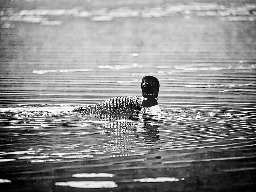 Loon, Lake Pennesseewassee, Norway, Maine 3 Photograph by Steven Ralser