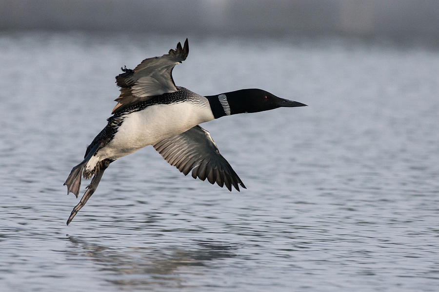 Loon Landing Photograph by Martin Keirnan - Pixels