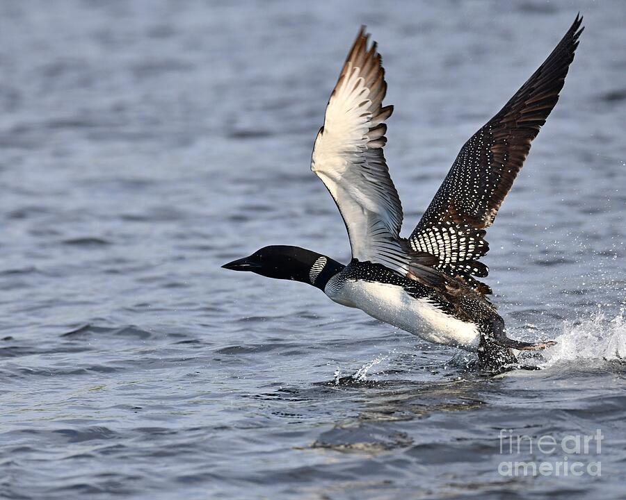Loon Liftoff Photograph by Steve Brown