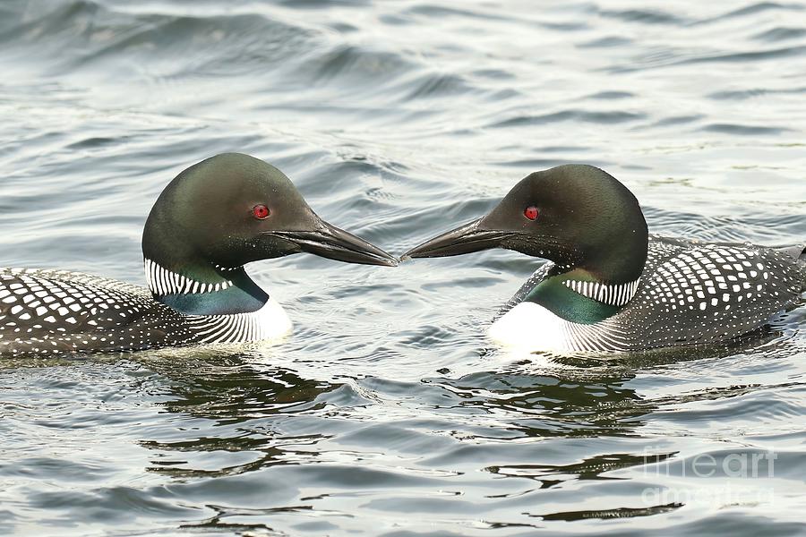Loon Lovers Photograph by Heather King