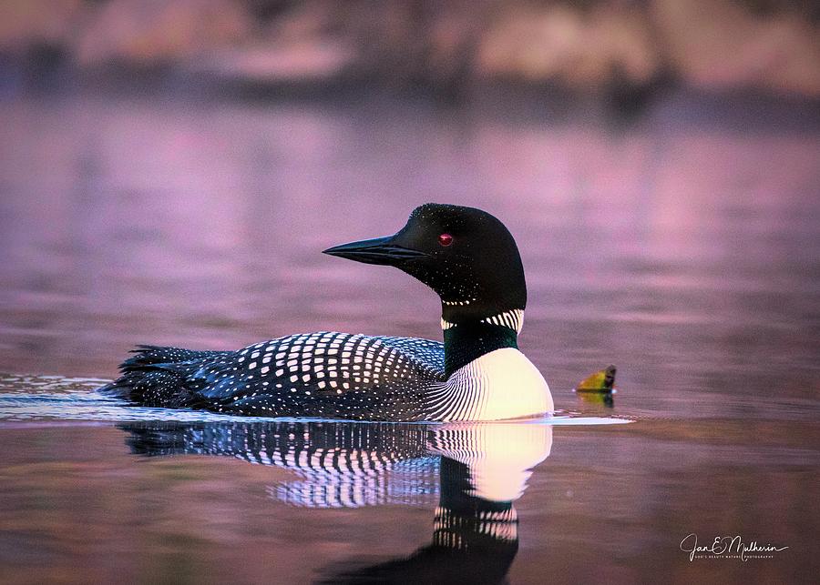 Loon Photograph - Loon on a Misty Pink Morning - Nezinscot River by Jan Mulherin