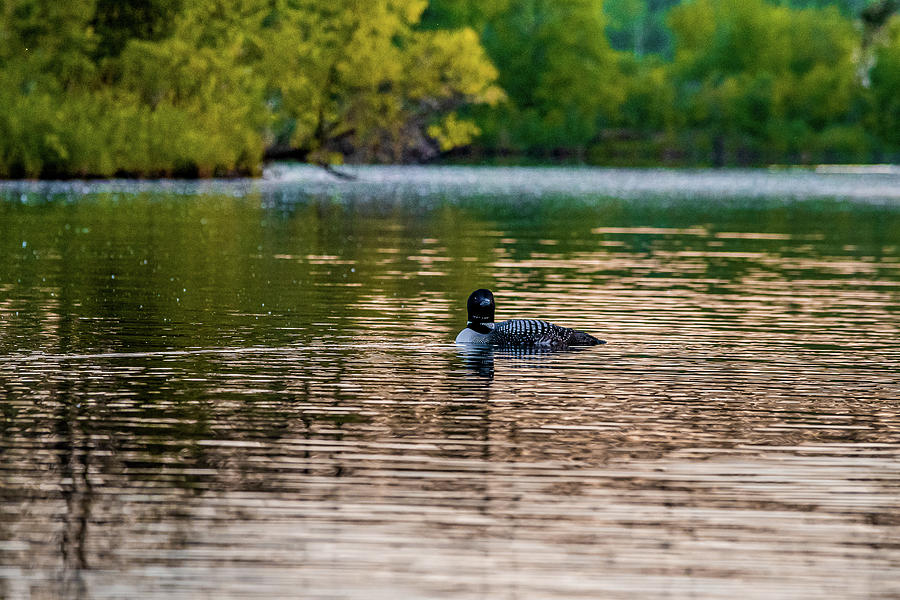 Loon On Golden Water Photograph