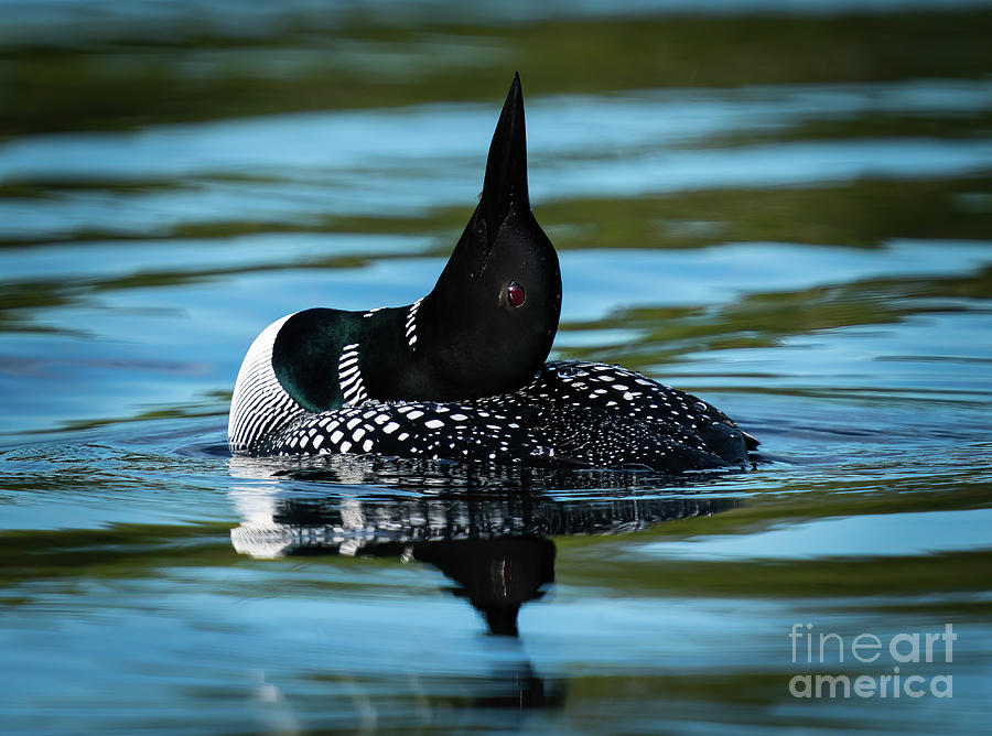Loon on Point Photograph by Ron Long Ltd Photography