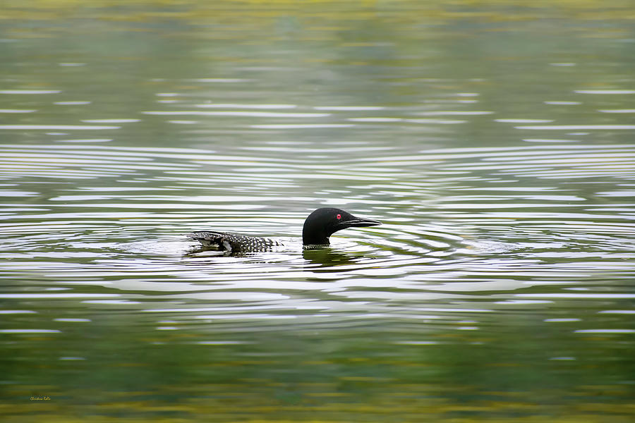 Loon on the Lake Photograph by Christina Rollo