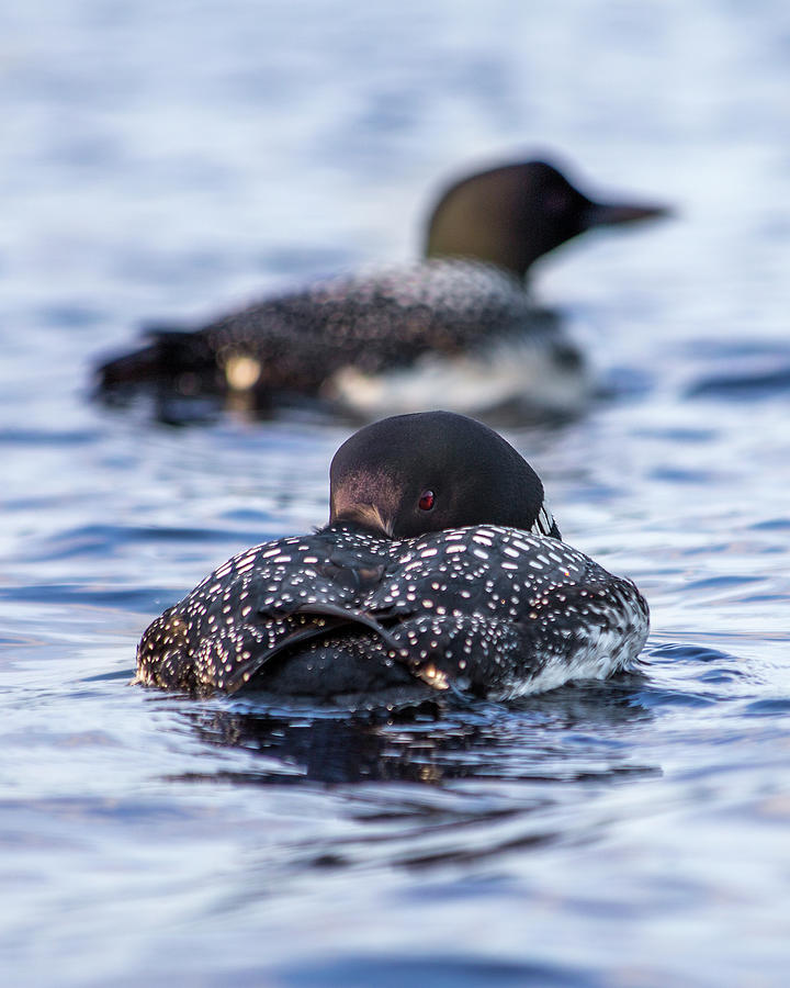 Loon Pair Photograph by White Mountain Images