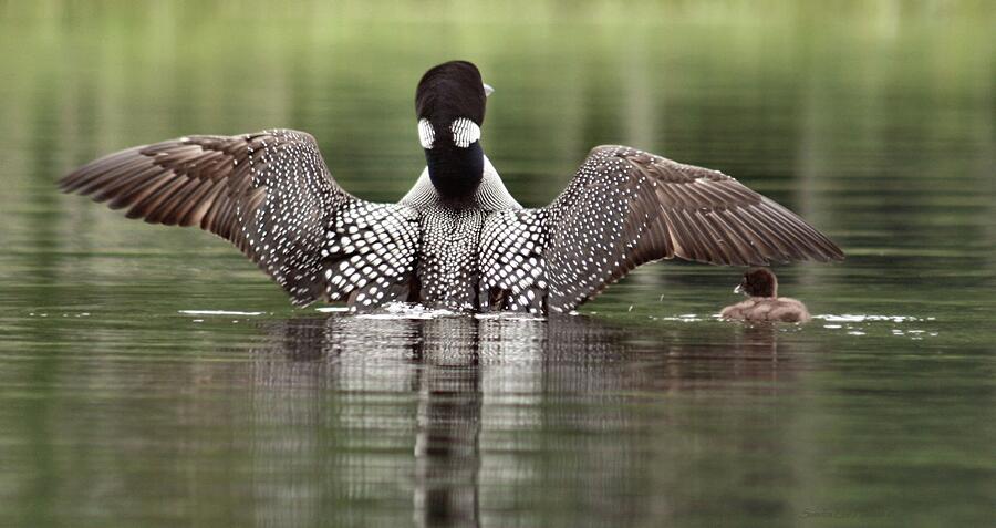 Loon Perspective Photograph by Sandra Huston