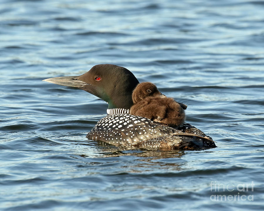 Loon piggy back ride  Photograph by Heather King