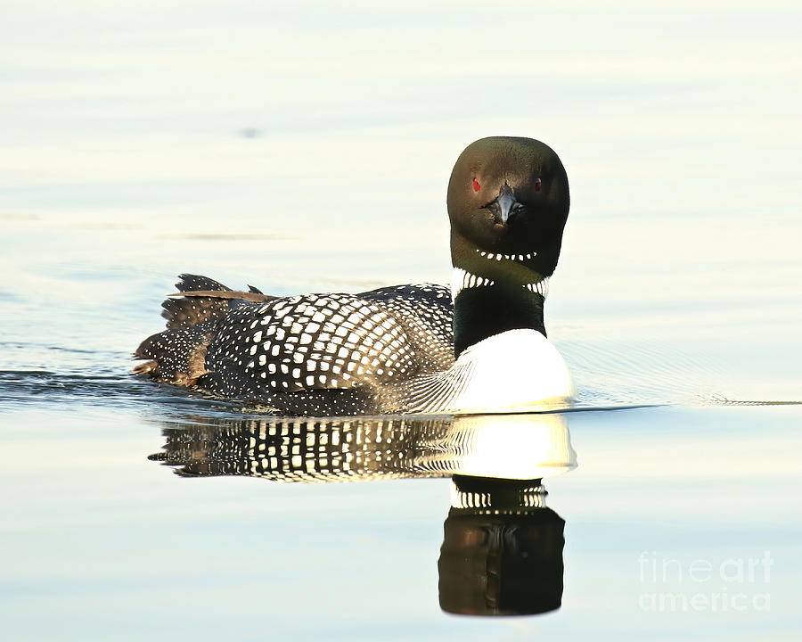 Loon reflection Photograph by Heather King