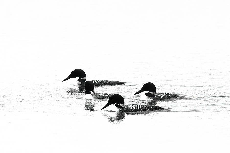 Loon Series 1 of 4 Photograph by Penny Meyers
