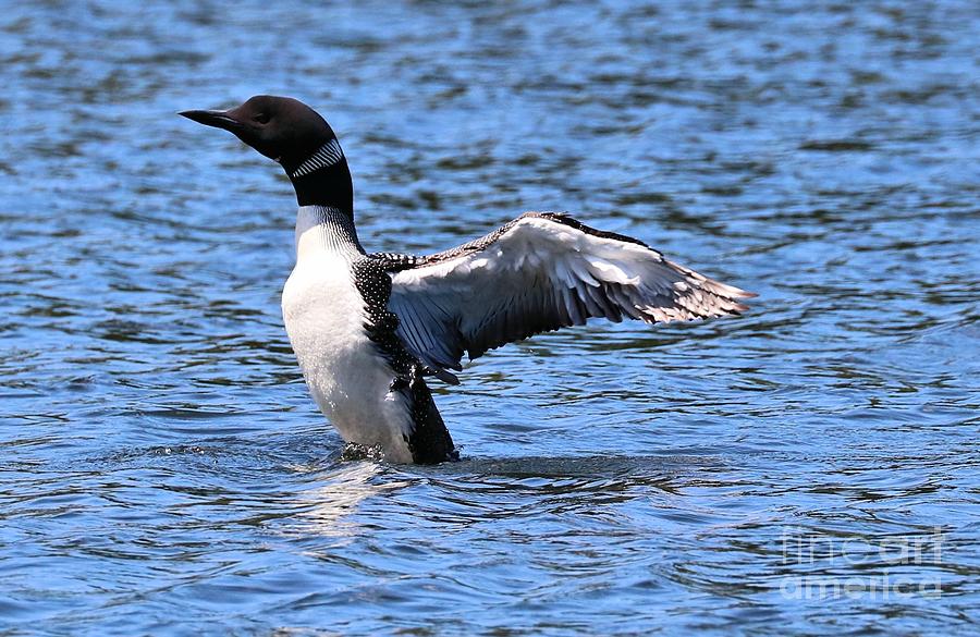Loon Stretching to the Sky Photograph by Sandra Huston