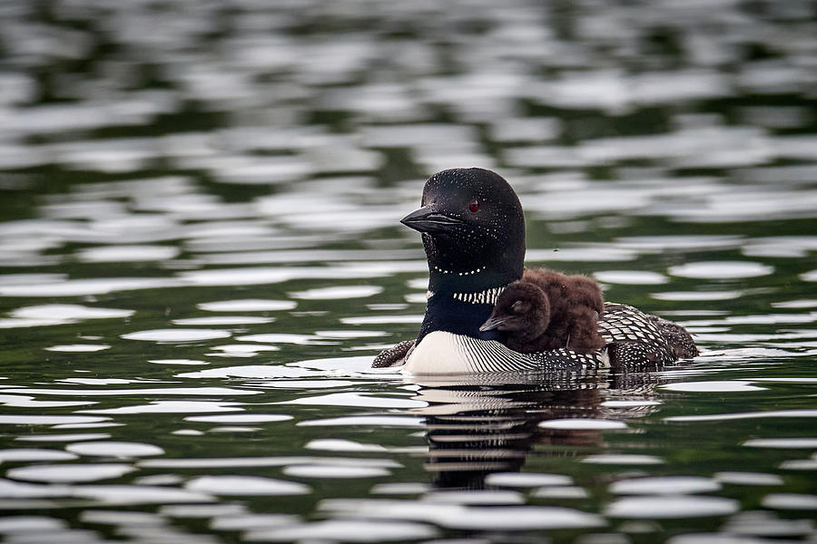 Loon Swimming Photograph by Paul Freidlund