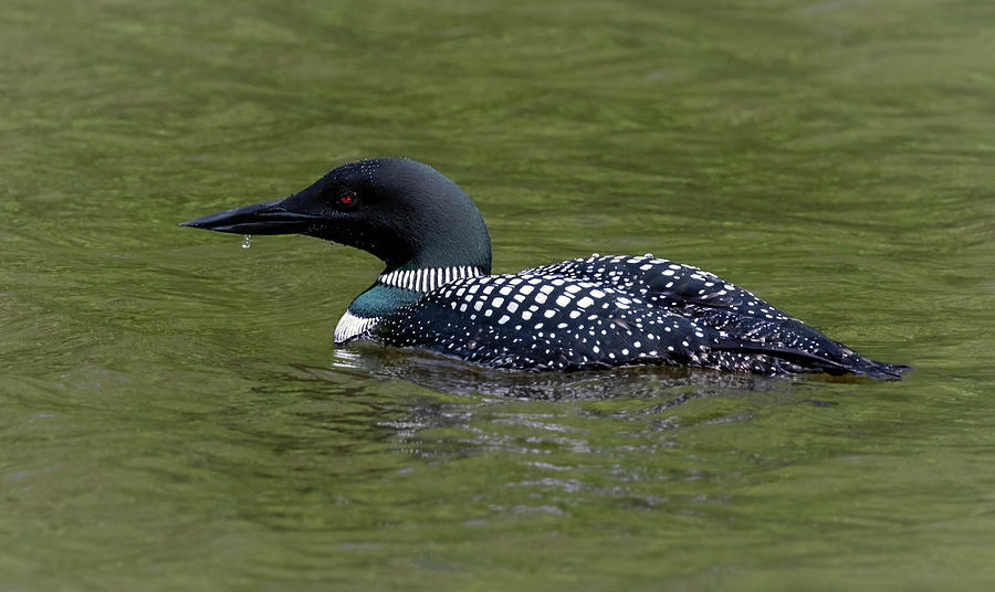 Loon Time Photograph by Art Cole