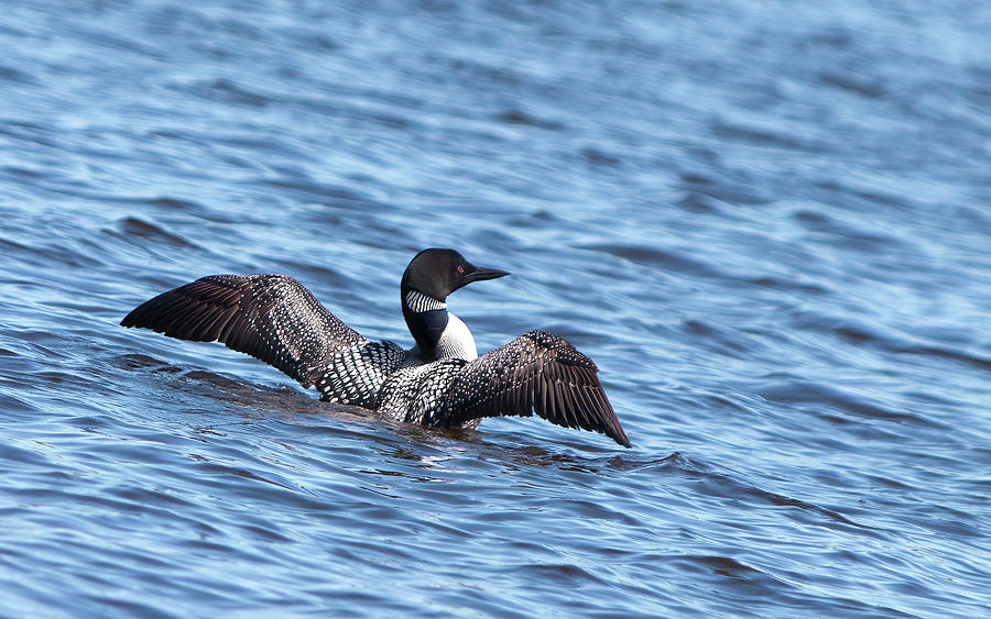 Loon Wingspan Photograph by Patti Deters - Fine Art America