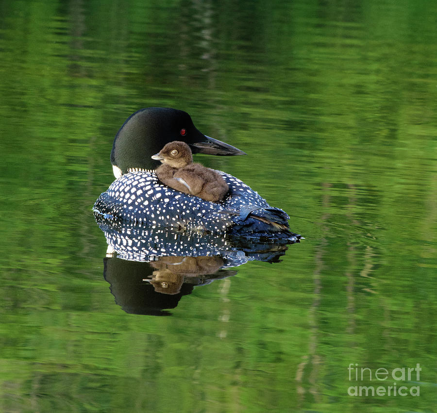 Loon Photograph - Loon with Baby on Back by Vermont Native -by Lisa Manning