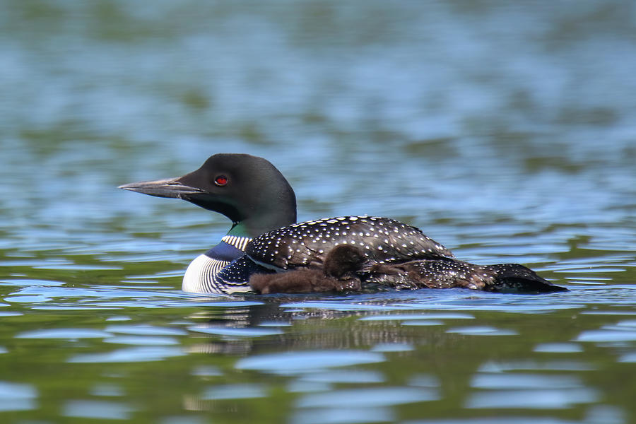 Loon with Chick Photograph by Brook Burling