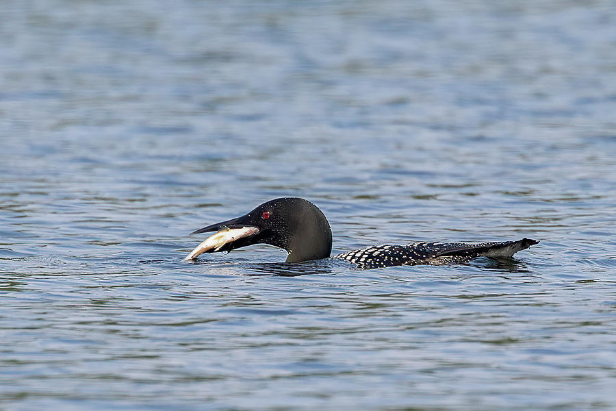 Loon with Fish Photograph by Denise Kopko