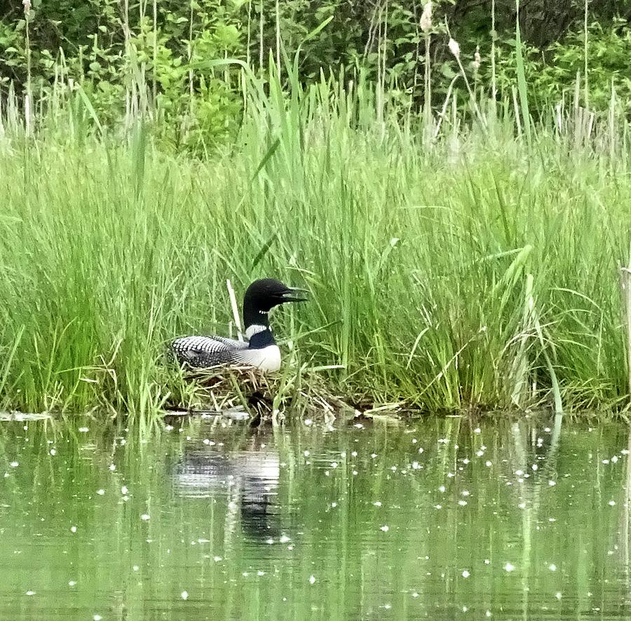 Loons Nest Photograph by Catherine Arcolio