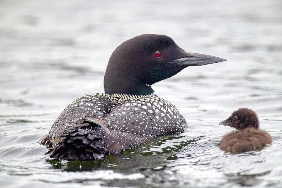 Loons Photograph by Paul Freidlund