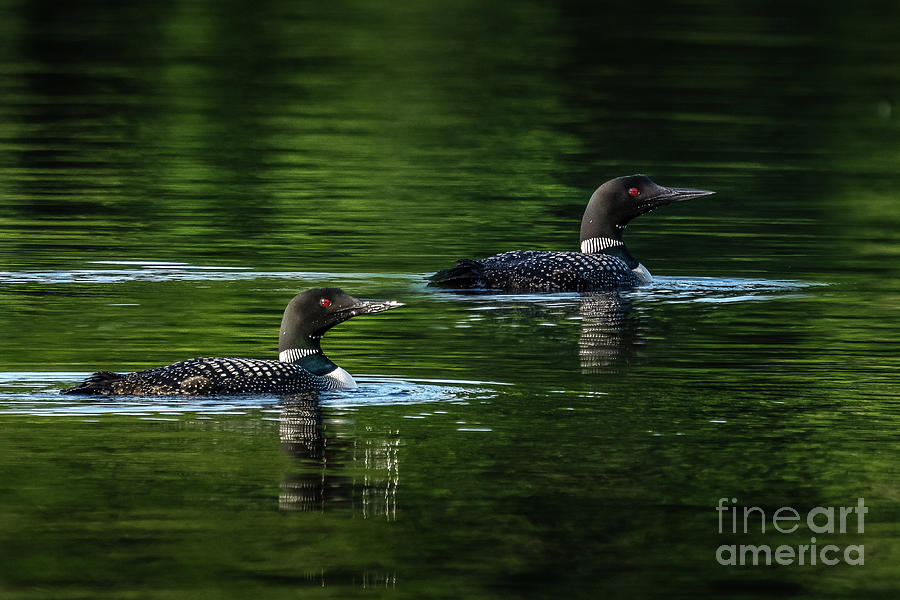 Loons Swimming Photograph by Bill Frische