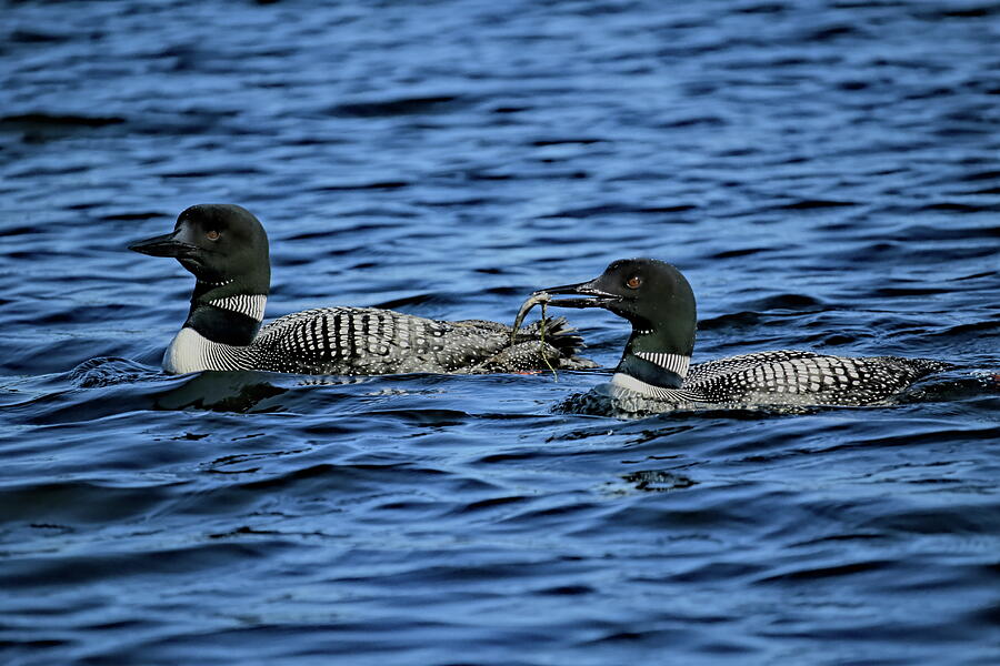 Loons With Perch Photograph by Dale Kauzlaric