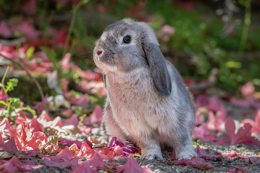 Lop-Eared Bunny Photograph by Jim Miller