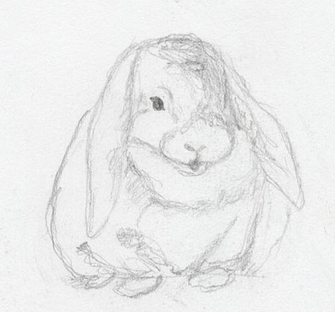 Lop Eared Rabbit Drawing by Jennifer Thoreson - Fine Art America