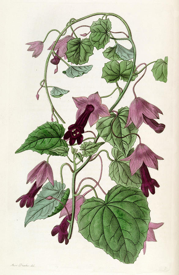 Lophospermum atrosanguineum Drawing by Sarah Anne Drake