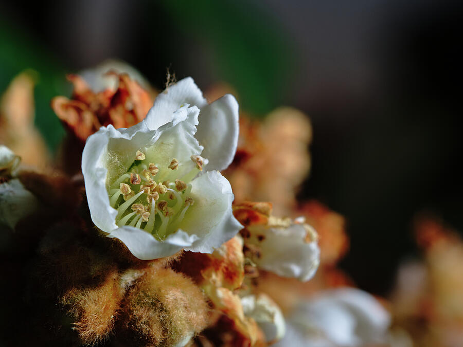 Loquat Flower Photograph by Angelo DeVal