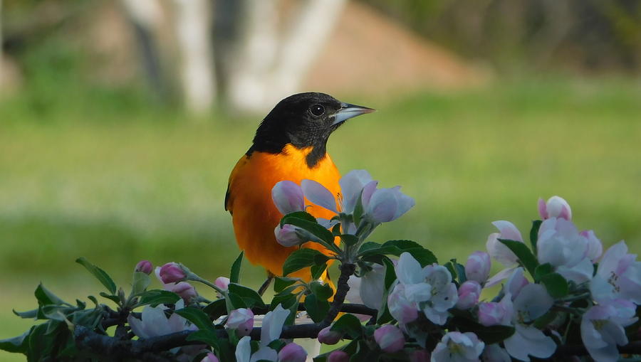 Lord Baltimore Photograph by Karen Cook - Fine Art America