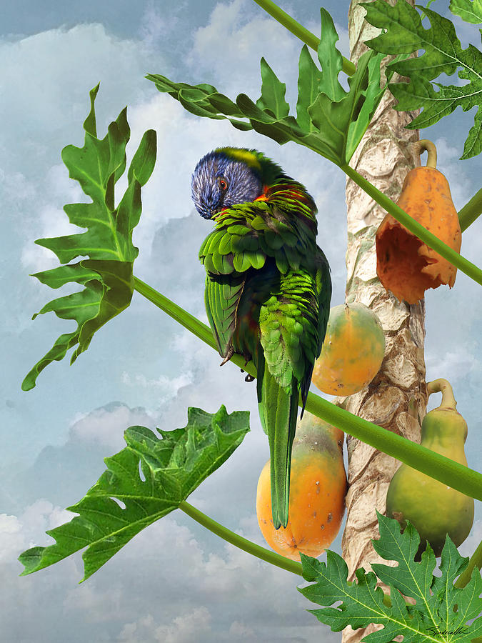 Lorikeet in Papaya Tree Digital Art by M Spadecaller