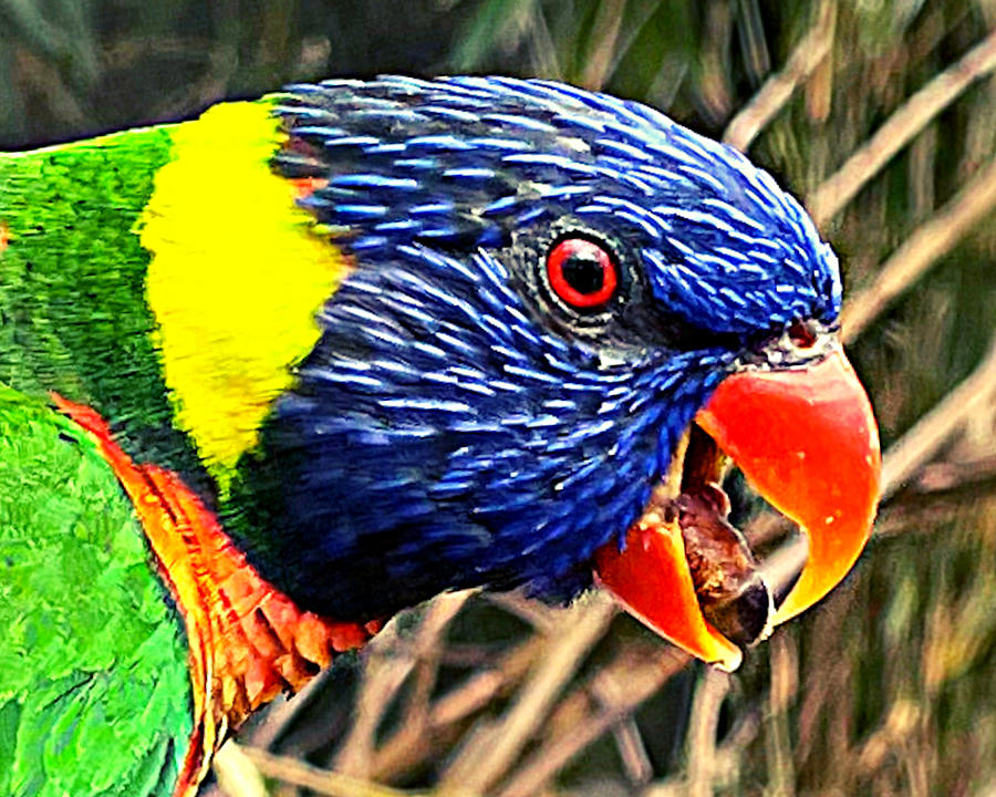Lorikeet Laughing Photograph by Lee Darnell