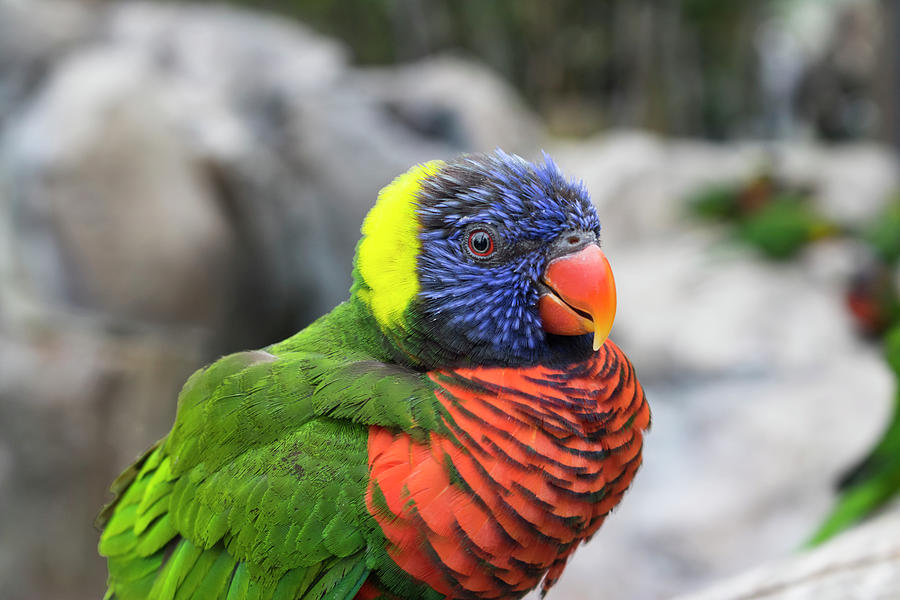 Lorikeet Photograph by Phil Welsher