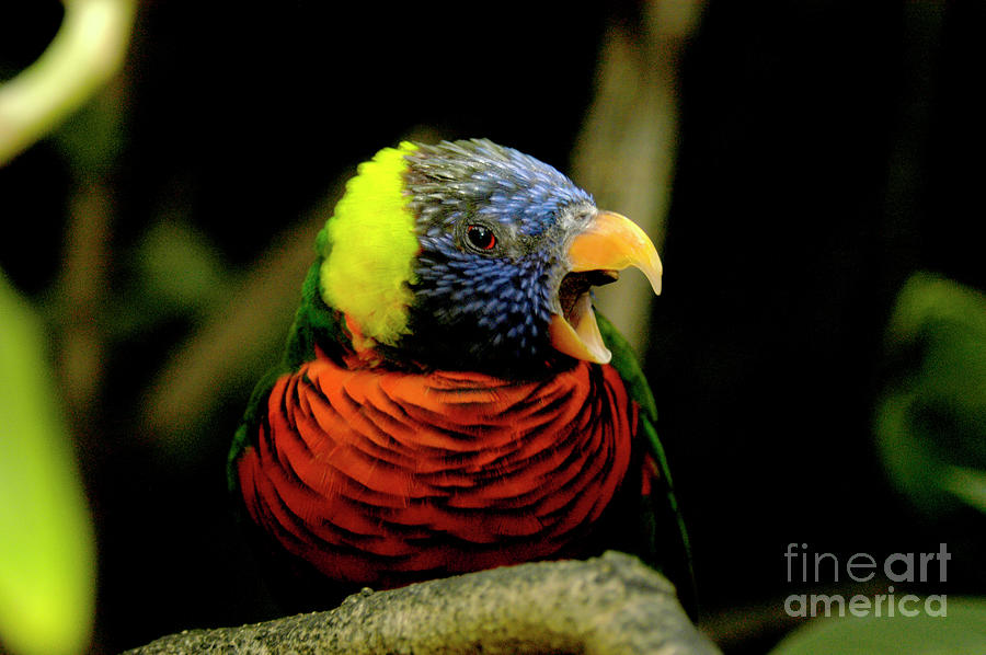 Lorikeet screaming for attention with a loud high-pitched squawk. Photograph by Gunther Allen
