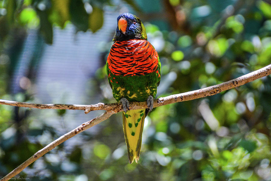 Lorikeet Photograph by Tommy Anderson - Fine Art America