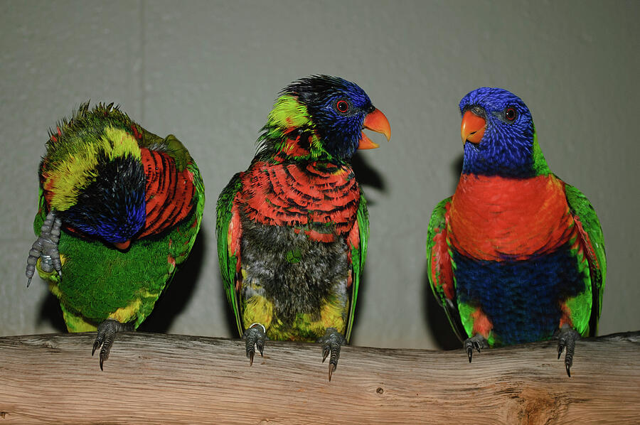 Lorikeets Photograph by Thierry Lach Lorikeets Photograph by Thierry Lach