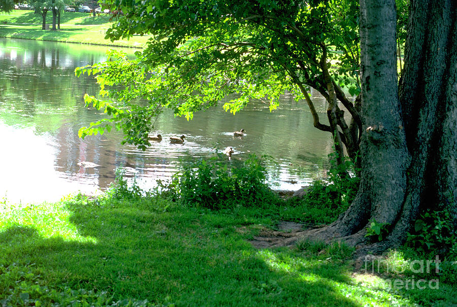 Loring Park - Minneapolis Photograph by Steve Skjold - Fine Art America