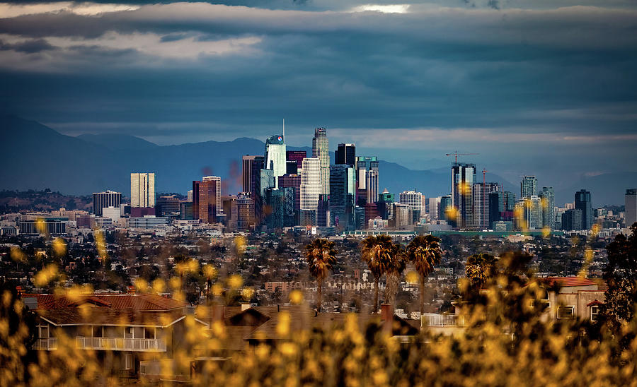 Los Angeles and Wildflowers Photograph by April Reppucci