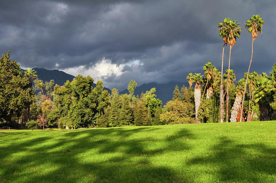 Los Angeles Arboretum Storm Photograph by Kyle Hanson