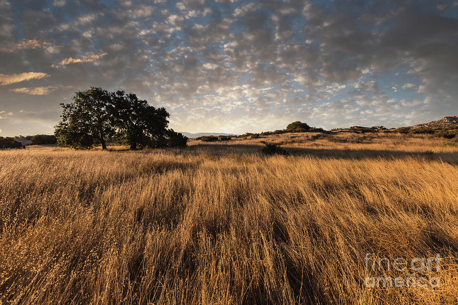 Los Angeles Photograph - Los Angeles Nature Park Cloudy Morning Meadow by Trekkerimages Photography